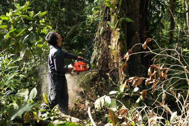 Best Emergency Storm Tree Removal  in Clearlake, CA